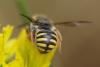 Anthidium oblongatum